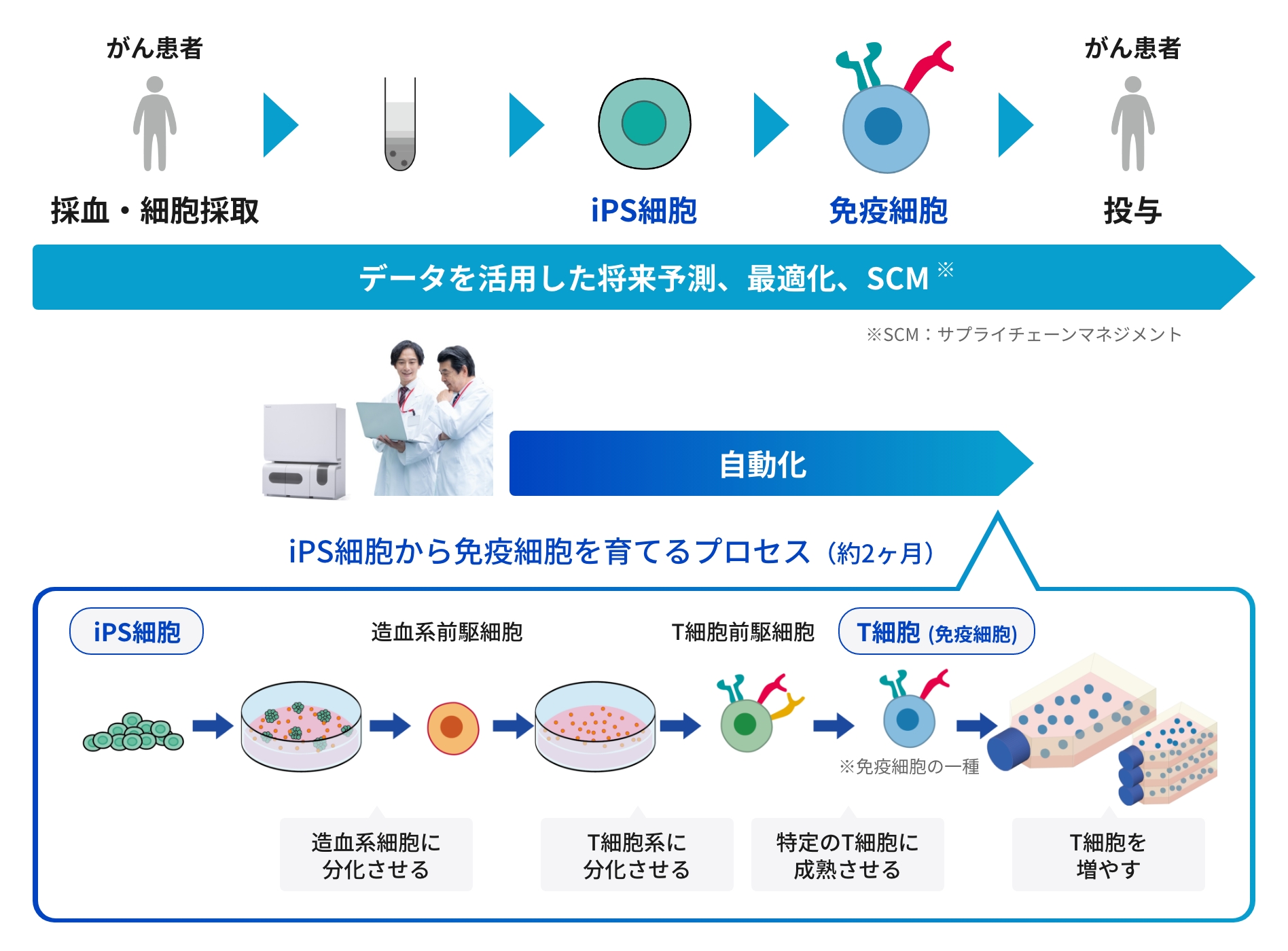 細胞治療の流れ
